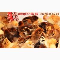 Домашні добові різнокольорові курчата асортимент