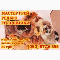 Домашні добові різнокольорові курчата асортимент