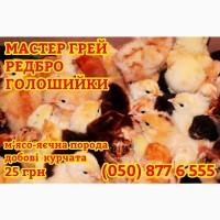 Домашні добові різнокольорові курчата асортимент