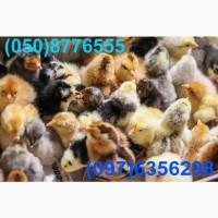 Домашні добові різнокольорові курчата асортимент