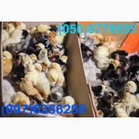 Домашні добові різнокольорові курчата асортимент