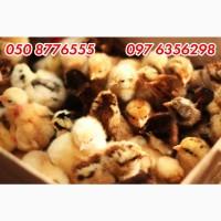 Домашні добові різнокольорові курчата асортимент