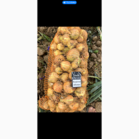 Продам цибулю