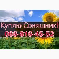 ЗАКУПОВУЄМО СОНЯШНИК!Високі Ціни!Оплата на вагах!Щоденно