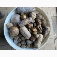 Продам прополіс 15 кг