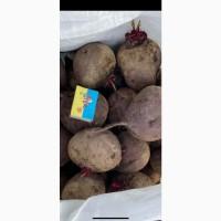 Продам Буряк сорт Пабло