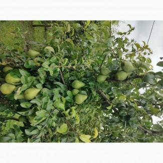 Продам груші