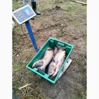 Продаж живої риби