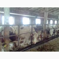 Продам коровы нетели от производителя от 100 голов