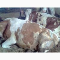 Продам коровы нетели от производителя от 100 голов