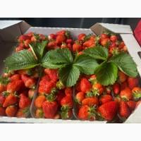 Продам саджанці полуниці (різні сорти, свіжокопана/касетка)