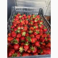 Продам саджанці полуниці (різні сорти, свіжокопана/касетка)