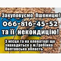 Закуповуємо пшеницю 2, 3, 4 клас!Привабливі ціни, та умови