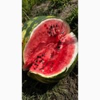 Кавуни ОПТ з власного поля сорту Талісман НУН