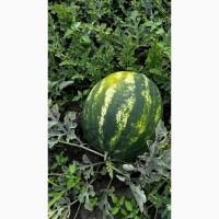 Кавуни ОПТ з власного поля сорту Талісман НУН