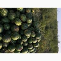 Кавуни ОПТ з власного поля сорту Талісман НУН