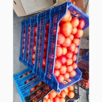 Продаю помідори сливка Теріон