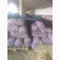 Продам картоплю насінневу 22т