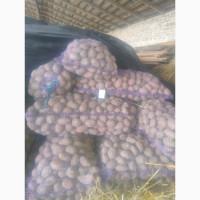 Продам картоплю насінневу 22т