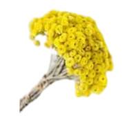 Продам сушені ягоди фрукти, консервацію гриби, варення, огірки, сушені трави