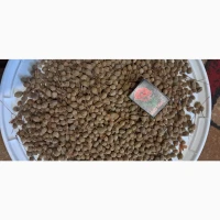 Продам насіння липи широколистої, махрової