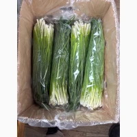 Свіжа зелена цибуля, вирощена в теплицях