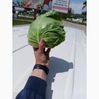 Продам овощи от поставщика