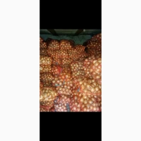 Продам цибулю