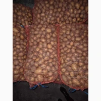 Продам семенной картофель