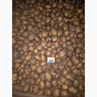 Продам семенной картофель