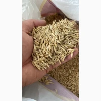 Продам овес світлий 140 т