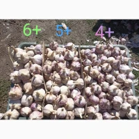 Часник продам