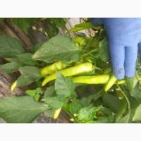 Продам перець халапенйо