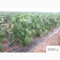 Продам перець халапенйо