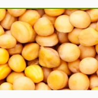 Продаємо зимуючий жовтий горох ФЕРО, 1 репродукція