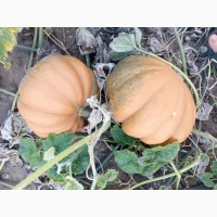 Продам мускатний гарбуз