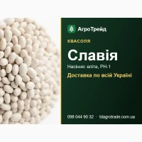 Насіння квасолі Славія для посіву - еліта, РН-1