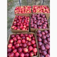 Продам яблука в асортименті товарної якості
