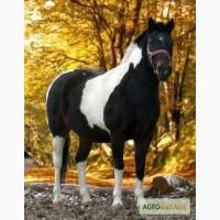 Продам мерина 7 лет 550кг.