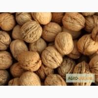 Орех грецкий долбун, кругляк