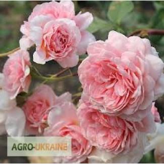Продам саженцы роз Шрабы