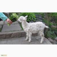 Продам 1 кізку і 4 козликів від гарних молочних кіз