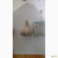 Продам озимый чеснок - Дюшес