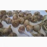 Продам озимый чеснок - Дюшес