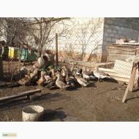 Продам диких уток
