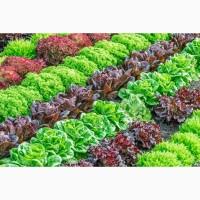 Оптовая продажа зелени укроп, петрушка