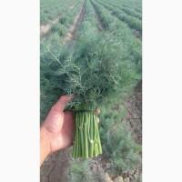 Оптовая продажа зелени укроп, петрушка