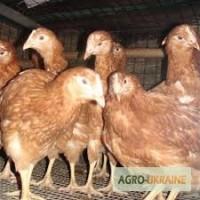 Подрощенная курочка Ломан Браун
