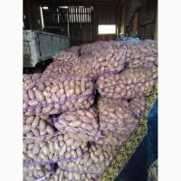 Продам товарный картофель хорошего качества объем 20-25тт
