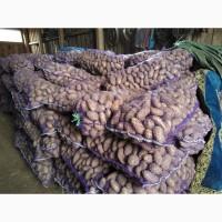 Продам товарный картофель хорошего качества объем 20-25тт